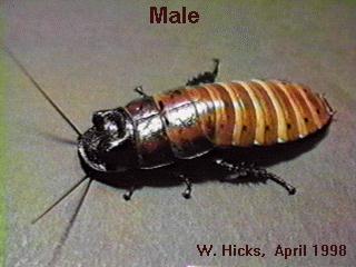 hissing cockroach